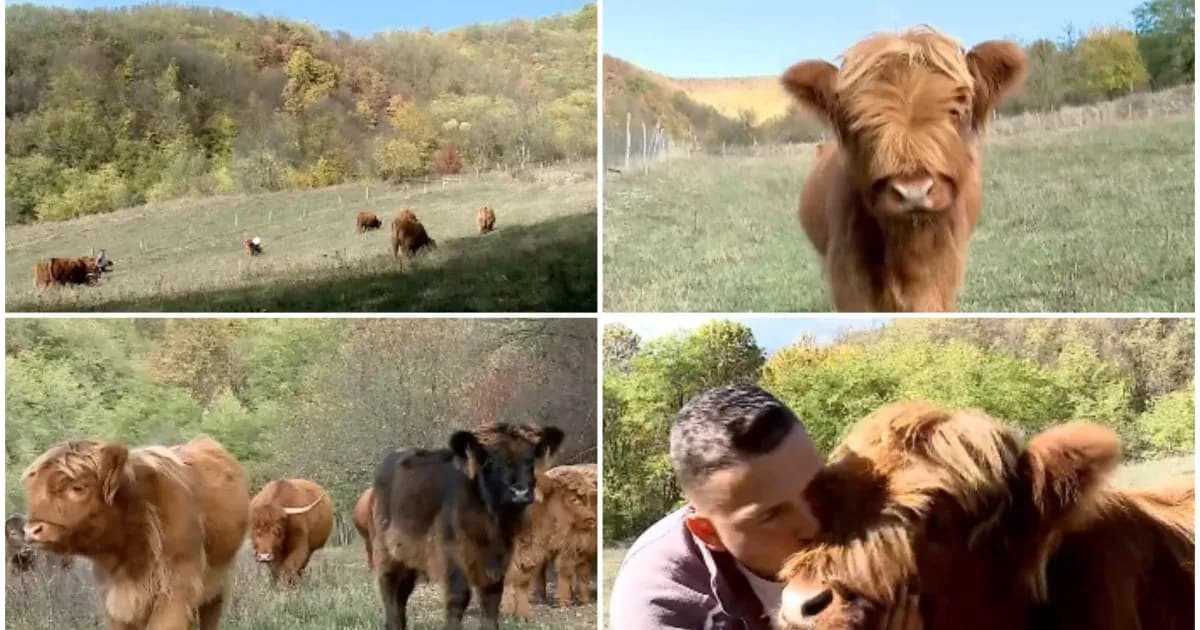 Vaci scoțiene Highland crescute într-o gospodărie din Maramureș: atracție pentru vizitatori și pasionați