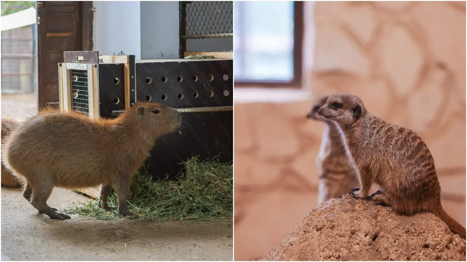 Zoo București are noi locatari: șapte pui de capibara, cangur, lemur și mara de Patagonia pot fi văzuți de public